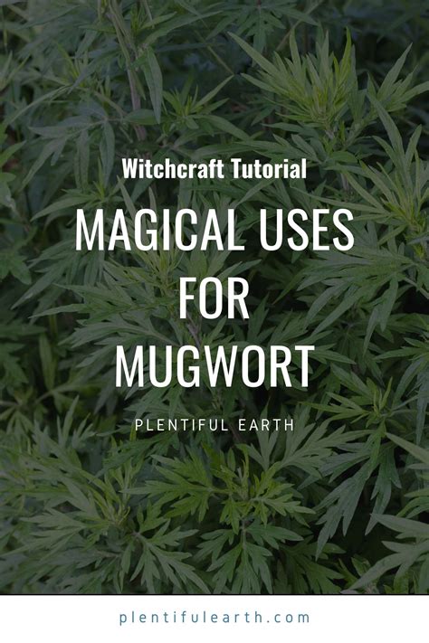 Unlocking the Secrets of Witches' Grass in Witchcraft